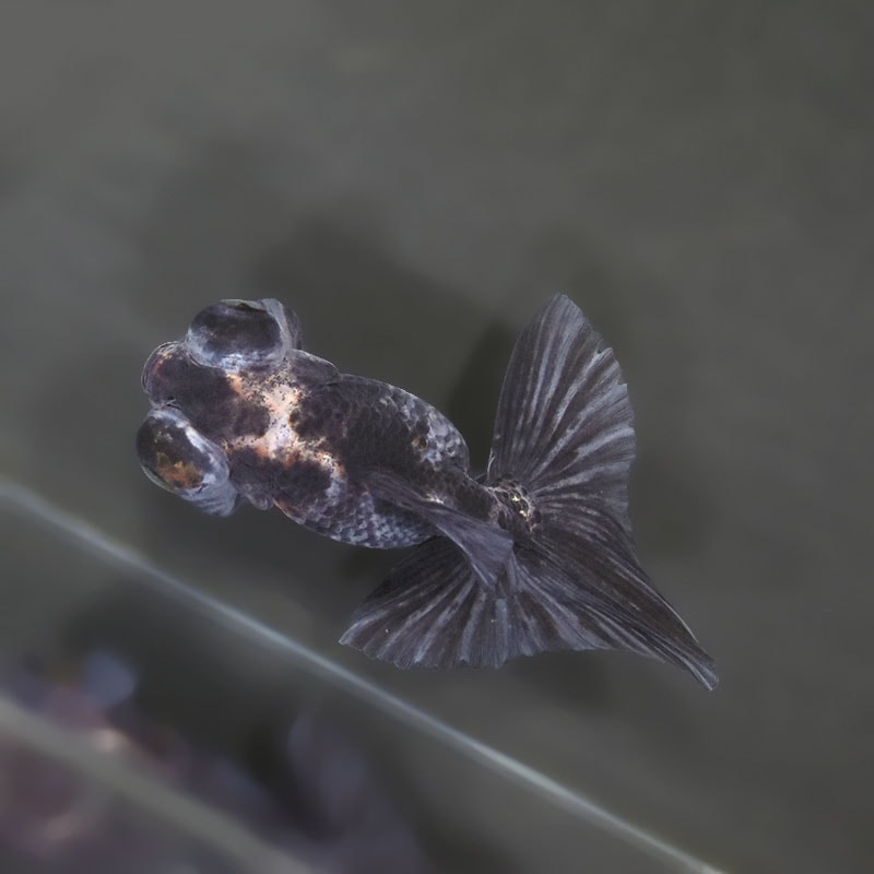 【金魚王子】キャリコ蝶尾 9.5±1cm前後 (個体番号：xsw677) 金魚 きんぎょ 生体 蝶尾 厳選個体