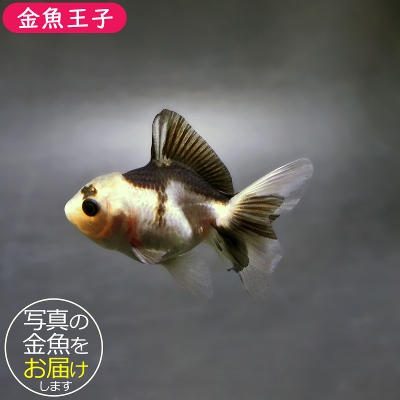 金魚王子】白黒オランダ 5.5~6cm前後 (個体番号:xsw828) 金魚 金魚王子】白黒オランダ 5.5~6cm前後 (個体番号:xsw828) 金魚