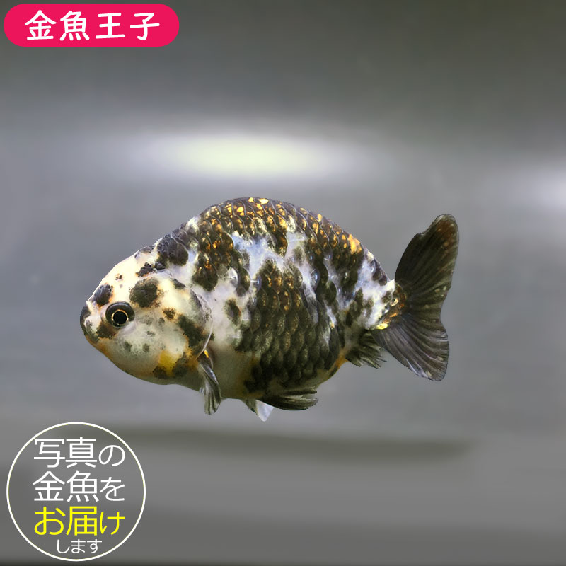 金魚王子】江戸錦 9±1cm前後 (個体番号：zaq276) 金魚 きんぎょ 生体
