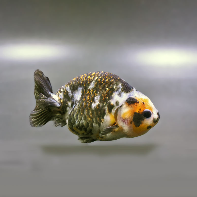金魚王子】江戸錦 9±1cm前後 (個体番号：zaq276) 金魚 きんぎょ 生体