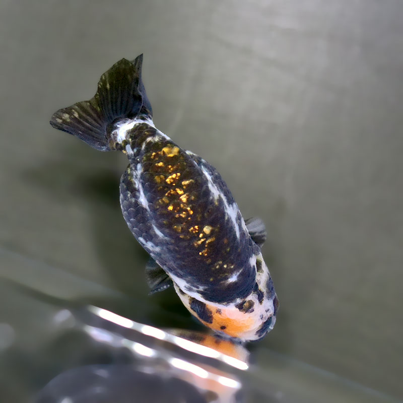 きんぎょ 金魚王子】江戸錦 9±1cm前後 (個体番号：zaq276) 金魚 きんぎょ 生体