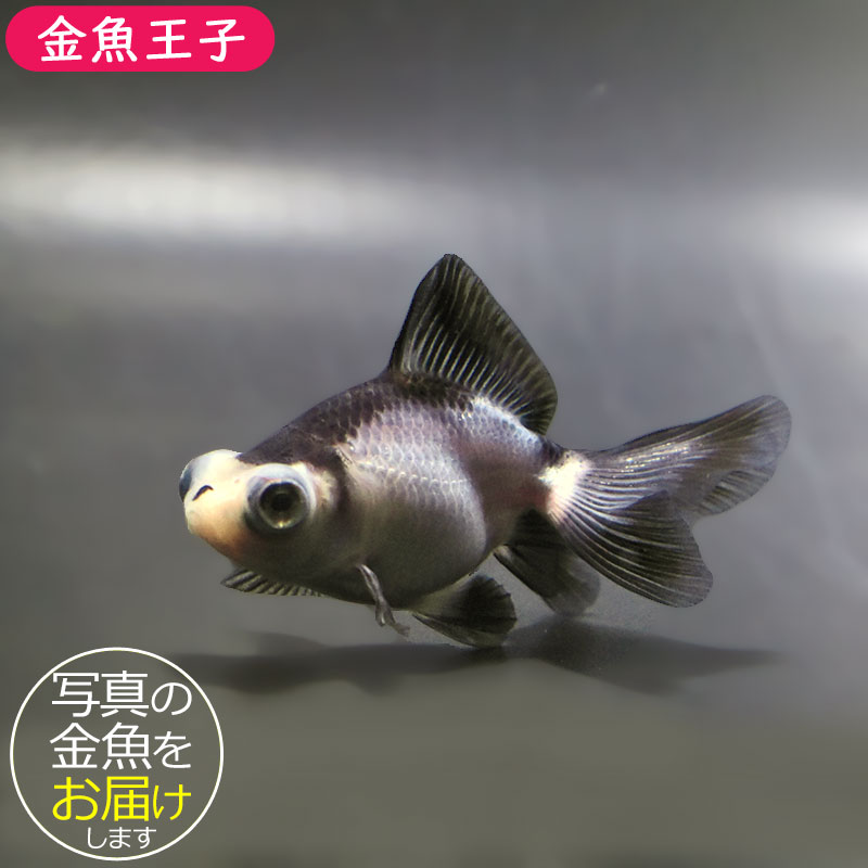 【金魚王子】パンダ蝶尾 7～7.5cm前後 (個体番号：zaq445) 金魚 きんぎょ 生体 蝶尾 厳選個体