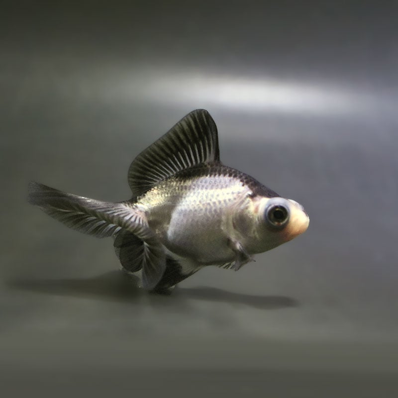 金魚王子】パンダ蝶尾 7～7.5cm前後 (個体番号：zaq445) 金魚 きんぎょ