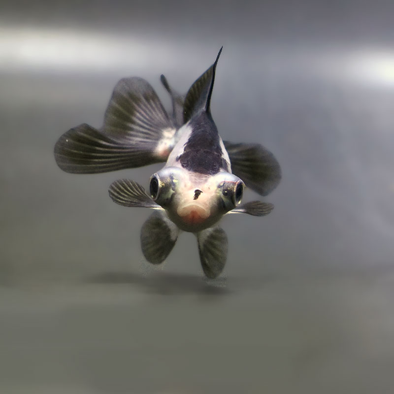 【金魚王子】パンダ蝶尾 7～7.5cm前後 (個体番号：zaq445) 金魚 きんぎょ 生体 蝶尾 厳選個体