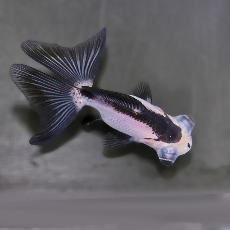 【金魚王子】パンダ蝶尾 7～7.5cm前後 (個体番号：zaq445) 金魚 きんぎょ 生体 蝶尾 厳選個体