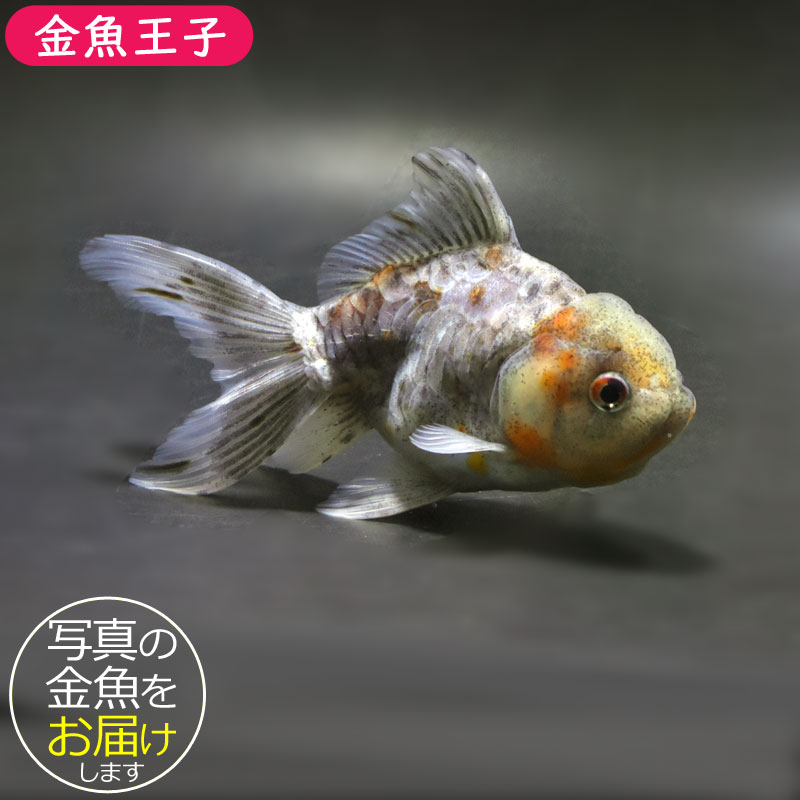 金魚王子】ドラゴンスケール東錦 12.5cm前後 (個体番号：cde211) 金魚