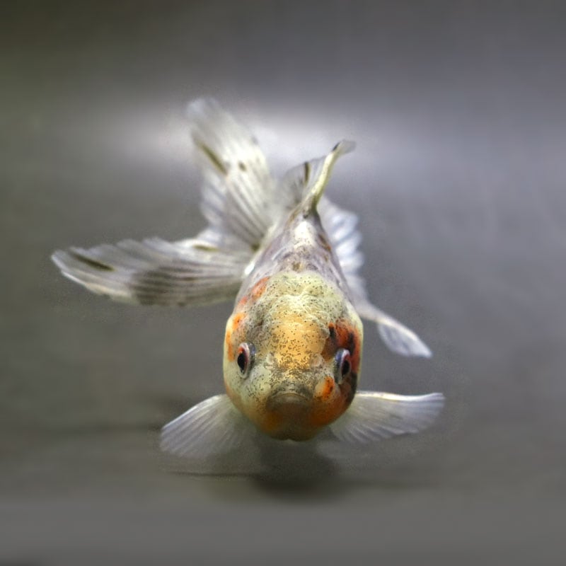 金魚王子】ドラゴンスケール東錦 12.5cm前後 (個体番号：cde211) 金魚