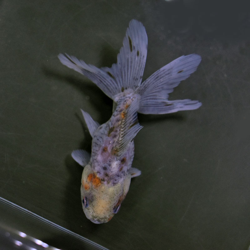金魚王子】ドラゴンスケール東錦 12.5cm前後 (個体番号：cde211) 金魚