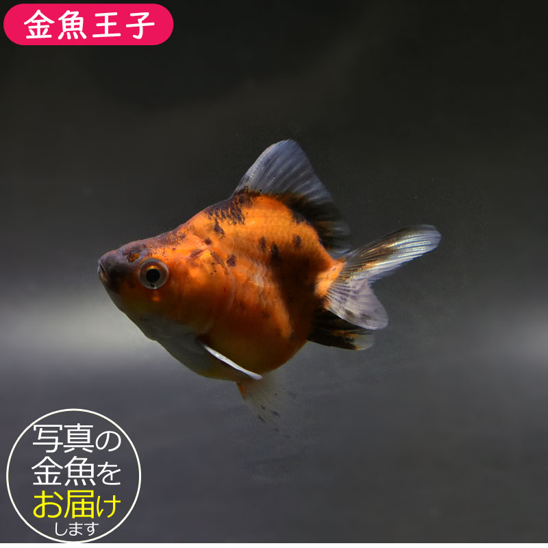 金魚一位　 金魚王子】琉金 (変わり柄／ショートテールタイプ) 6.5±1cm前後 (個体