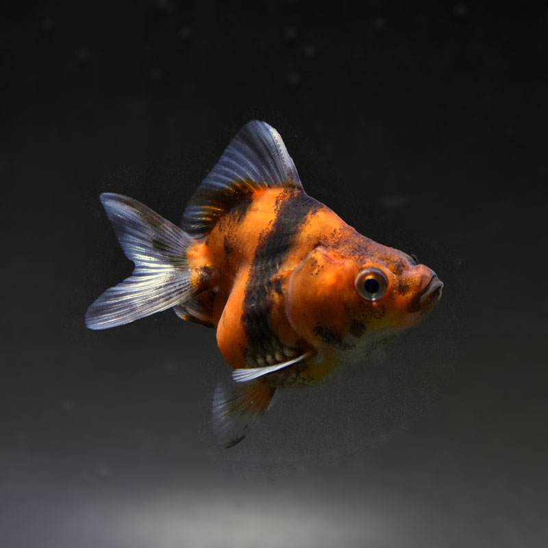 金魚王子】琉金 (変わり柄／ショートテールタイプ) 6.5±1cm前後 (個体