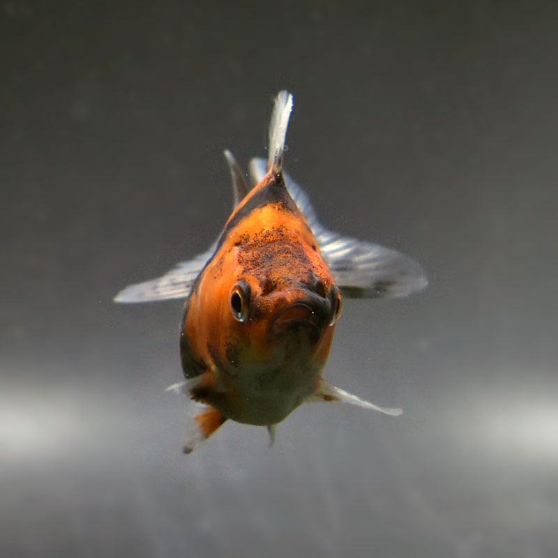 金魚王子】琉金 (変わり柄／ショートテールタイプ) 6.5±1cm前後 (個体