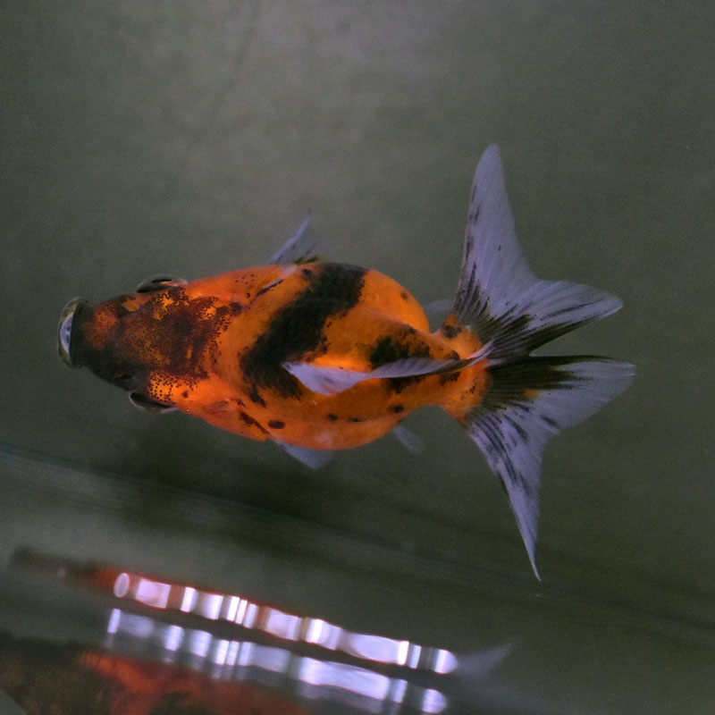 金魚王子】琉金 (変わり柄／ショートテールタイプ) 6.5±1cm前後 (個体