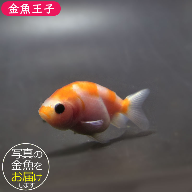 金のひょうちゃん（大） 351】オーガビッツ ワン 合太 1玉 毛糸ピエロ 返品不可