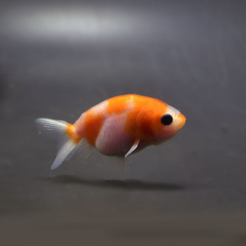 金魚王子】桜錦 6±1cm前後 (個体番号：cde563) 金魚 きんぎょ