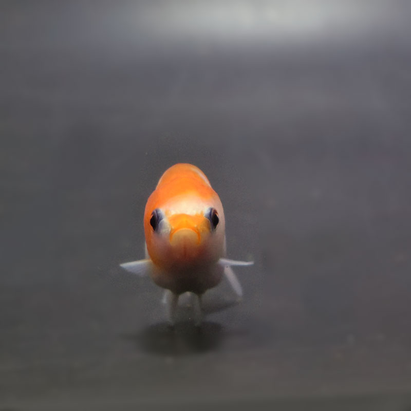 金魚王子】桜錦 6±1cm前後 (個体番号：cde563) 金魚 きんぎょ 生体