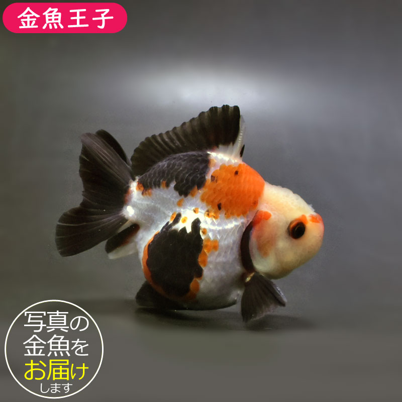 金魚一位　 金魚王子】トリカラーオランダ 9cm前後 (個体番号：cde736) 金魚
