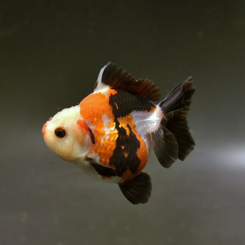 海洋金魚 金魚王子】トリカラーオランダ 9cm前後 (個体番号：cde736) 金魚