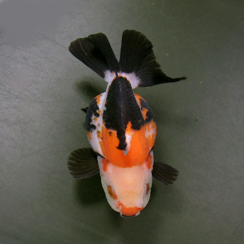 金魚　 国産 五色東錦9㎝± （志村養魚場産） | 金魚・クワカブ専門店 祭-matsuri-