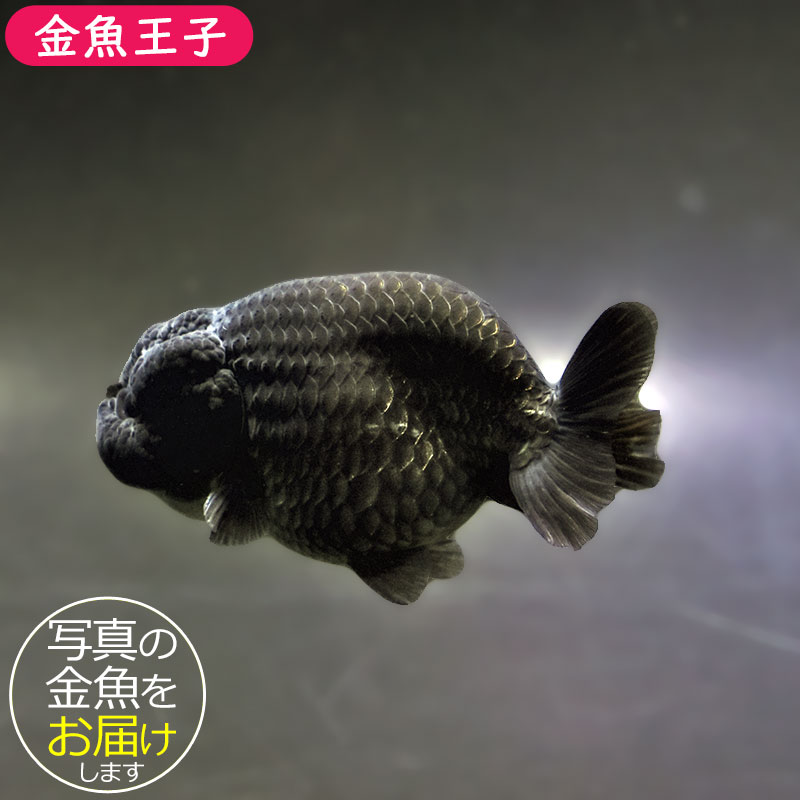 迫力超リアル作家物　立体ワイヤーアート　存在感　オブジェ　黒い　ランチュウ　金魚 金魚王子】黒らんちゅう 8.5±1cm前後 (個体番号：xsw151) 金魚
