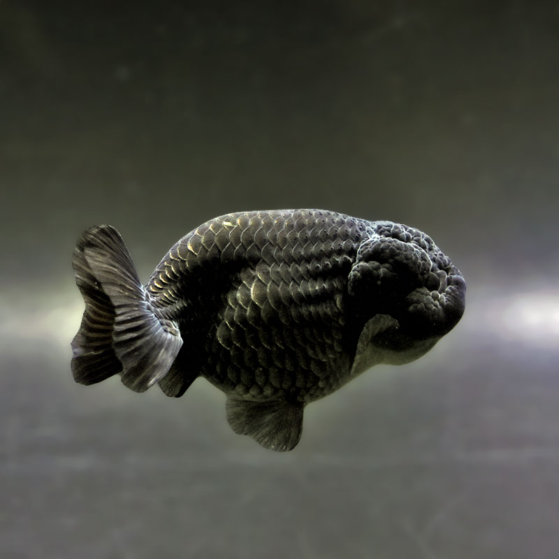 【金魚王子】黒らんちゅう 8.5±1cm前後 (個体番号：xsw151) 金魚 きんぎょ 生体 らんちゅう 厳選個体