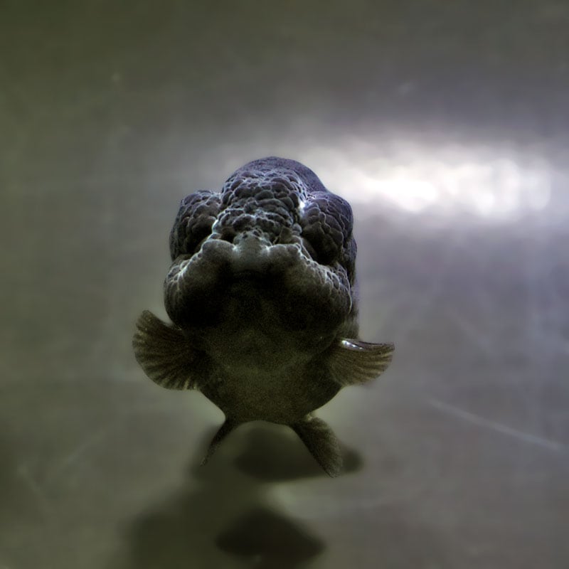 【金魚王子】黒らんちゅう 8.5±1cm前後 (個体番号：xsw151) 金魚 きんぎょ 生体 らんちゅう 厳選個体