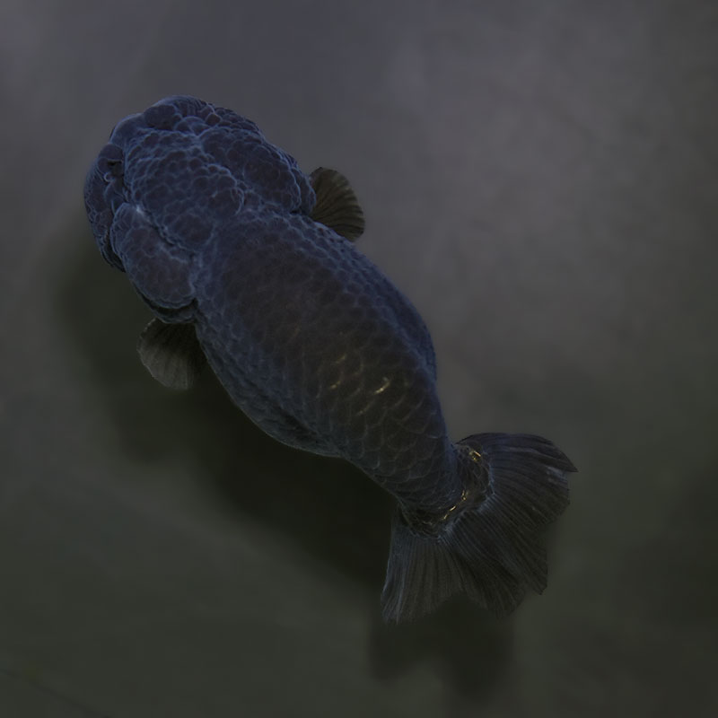 【金魚王子】黒らんちゅう 8.5±1cm前後 (個体番号：xsw151) 金魚 きんぎょ 生体 らんちゅう 厳選個体