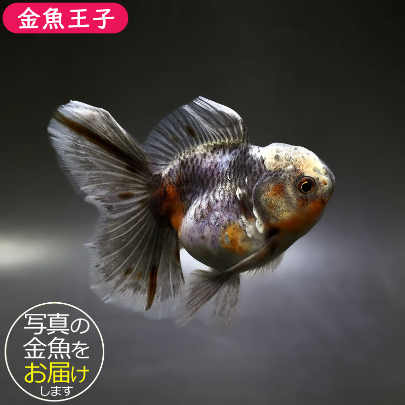 【金魚王子】キリンハーフムーンオランダ  11cm前後 (個体番号：xsw315) 金魚 きんぎょ 生体 オランダ獅子頭 厳選個体