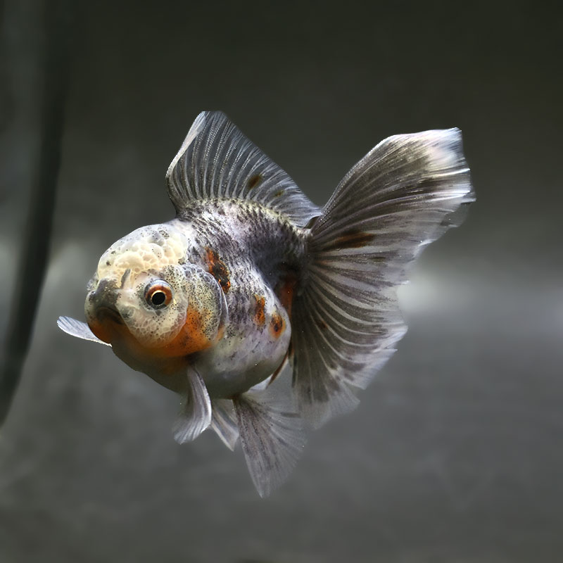 【金魚王子】キリンハーフムーンオランダ  11cm前後 (個体番号：xsw315) 金魚 きんぎょ 生体 オランダ獅子頭 厳選個体