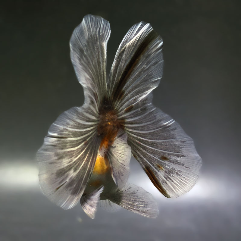 【金魚王子】キリンハーフムーンオランダ  11cm前後 (個体番号：xsw315) 金魚 きんぎょ 生体 オランダ獅子頭 厳選個体