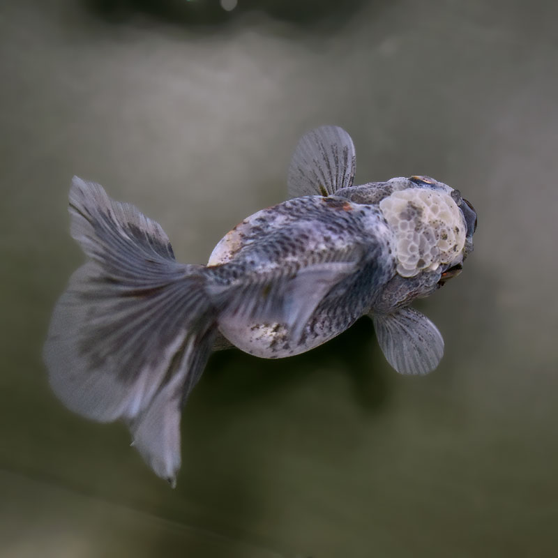 【金魚王子】キリンハーフムーンオランダ  11cm前後 (個体番号：xsw315) 金魚 きんぎょ 生体 オランダ獅子頭 厳選個体