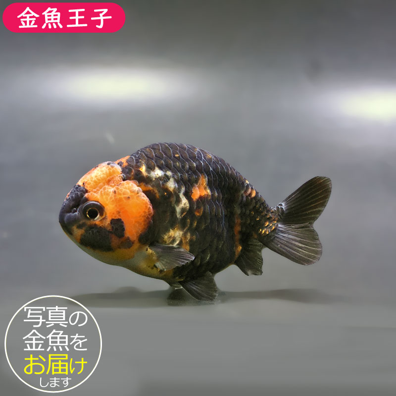 金魚王子】江戸錦 9±1cm前後 (個体番号：zaq277) 金魚 きんぎょ 生体