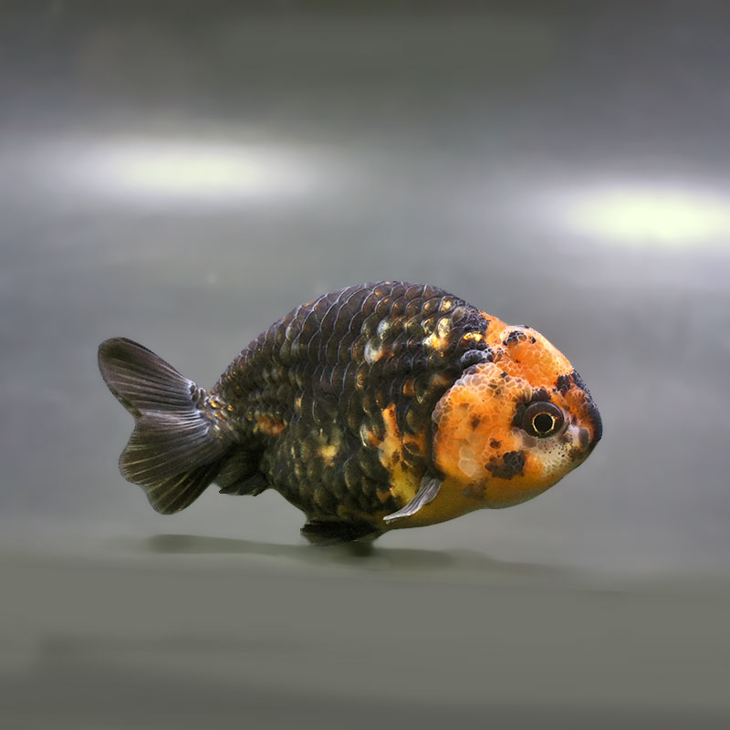 金魚王子】江戸錦 9±1cm前後 (個体番号：zaq277) 金魚 きんぎょ 生体