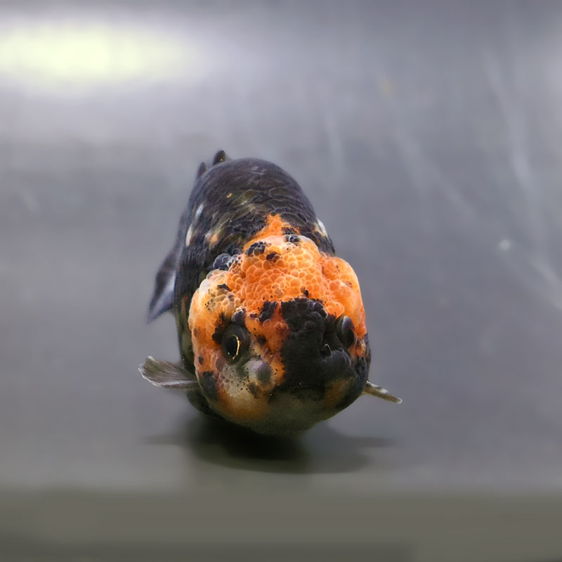金魚王子】江戸錦 9±1cm前後 (個体番号：zaq277) 金魚 きんぎょ 生体