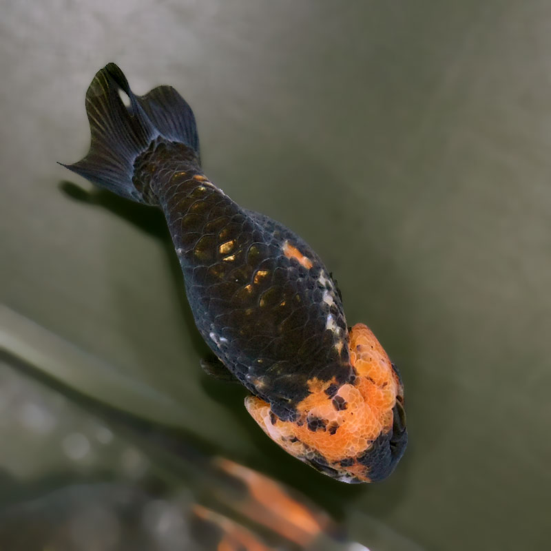 金魚王子】江戸錦 9±1cm前後 (個体番号：zaq277) 金魚 きんぎょ 生体