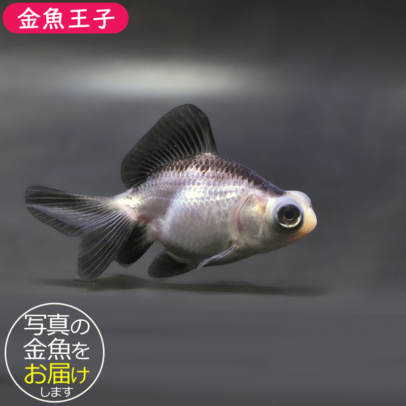【金魚王子】パンダ蝶尾 7～7.5cm前後 (個体番号：zaq446) 金魚 きんぎょ 生体 蝶尾 厳選個体