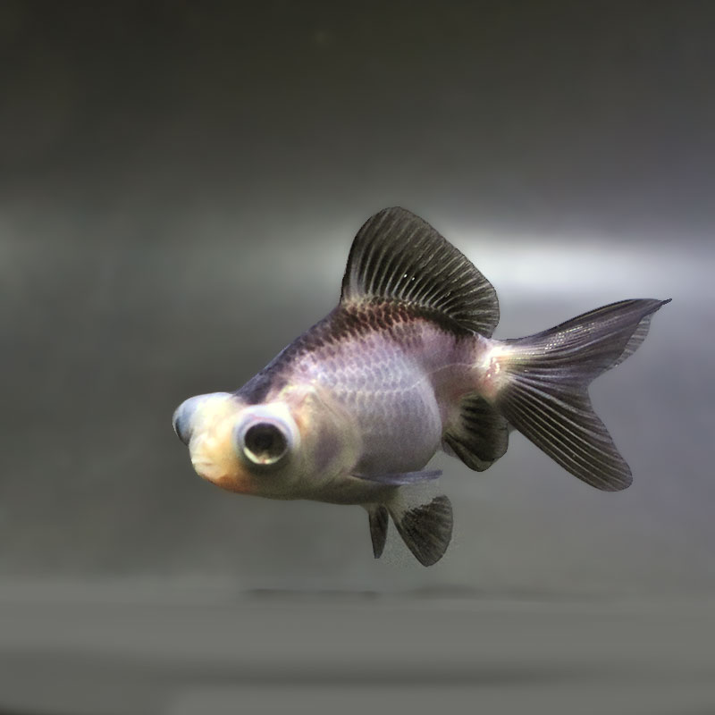 金魚王子】パンダ蝶尾 7～7.5cm前後 (個体番号：zaq446) 金魚 きんぎょ