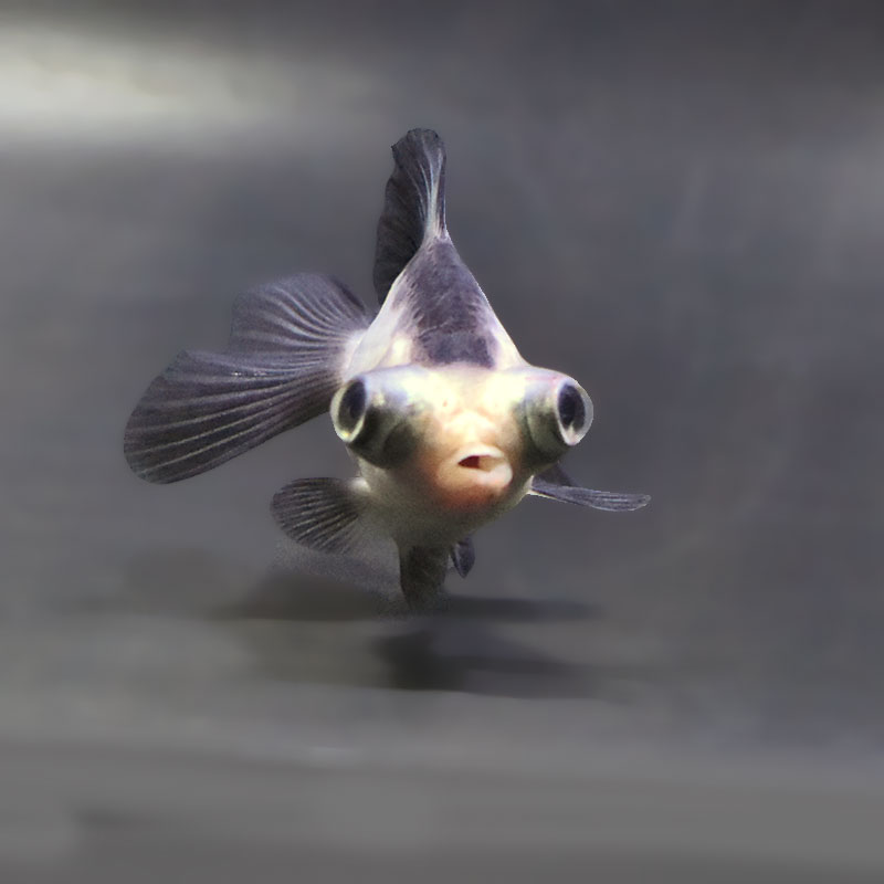 【金魚王子】パンダ蝶尾 7～7.5cm前後 (個体番号：zaq446) 金魚 きんぎょ 生体 蝶尾 厳選個体