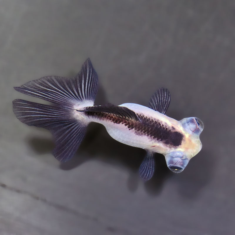 金魚王子】パンダ蝶尾 7～7.5cm前後 (個体番号：zaq446) 金魚 きんぎょ