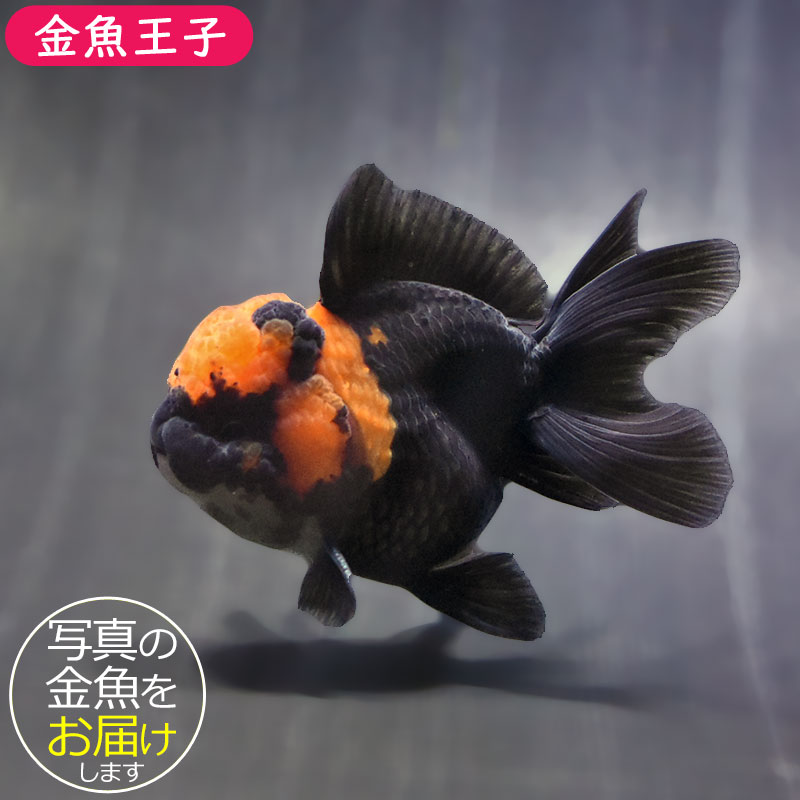 金魚王子】レッド＆ブラックオランダ 9±1cm前後 (個体番号：zaq634