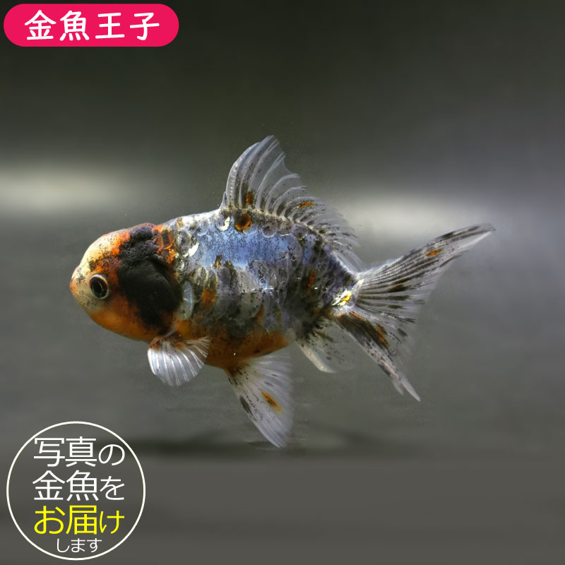 小*春様 PCGS MS70 希少 オーストラリア イエロードラゴン オレンジラ クリアランス超高品質 ドラゴンスケールオランダ 12cm前後 (個体番号