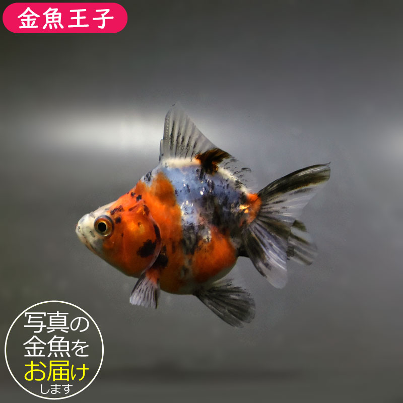 【金魚王子】琉金 (変わり柄/ショートテールタイプ) 6.5±1cm前後 (個体番号:cde402) 金魚 きんぎょ 生体 琉金 厳選個体
