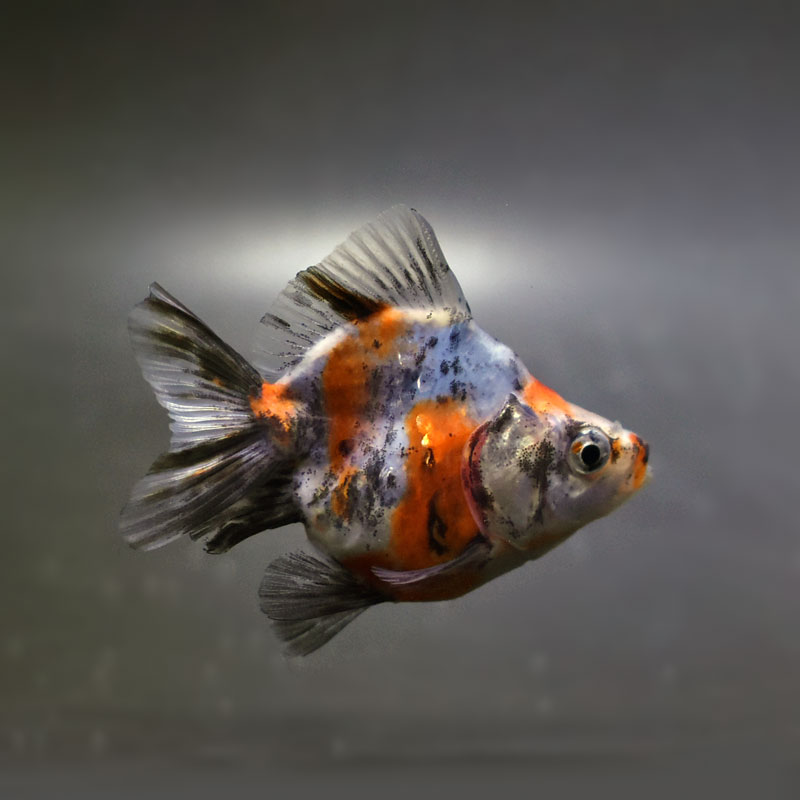 【金魚王子】琉金 (変わり柄/ショートテールタイプ) 6.5±1cm前後 (個体番号:cde402) 金魚 きんぎょ 生体 琉金 厳選個体