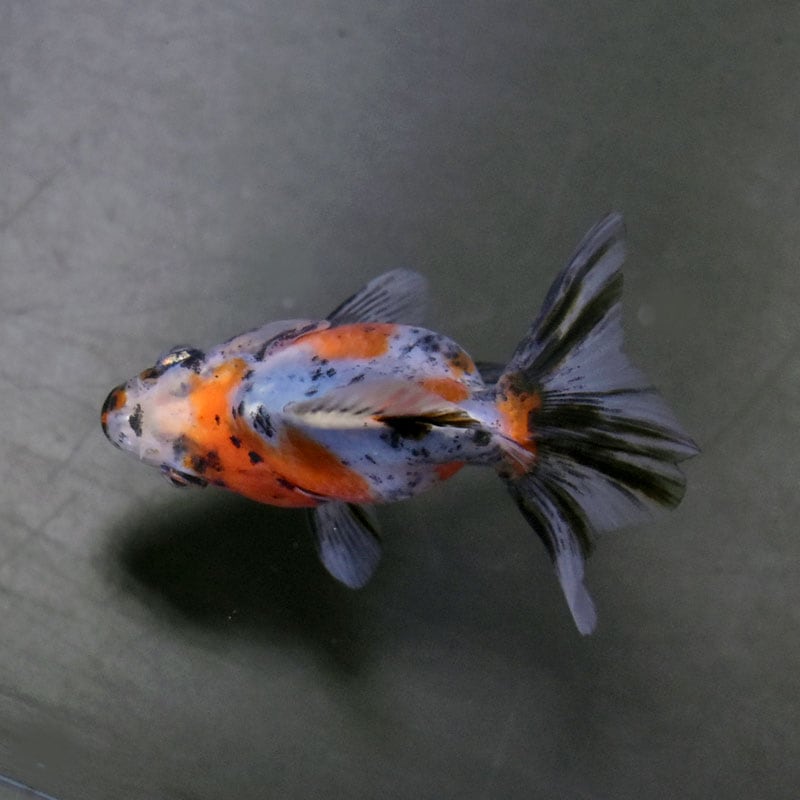 【金魚王子】琉金 (変わり柄/ショートテールタイプ) 6.5±1cm前後 (個体番号:cde402) 金魚 きんぎょ 生体 琉金 厳選個体