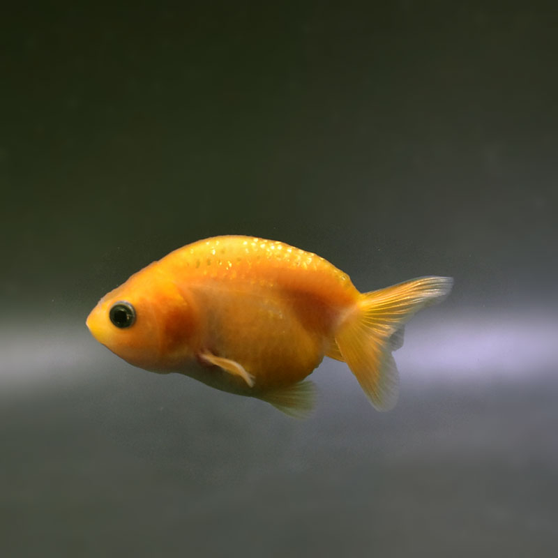 金魚 金魚王子】琉金 (変わり柄／ショートテールタイプ) 6.5±1cm前後