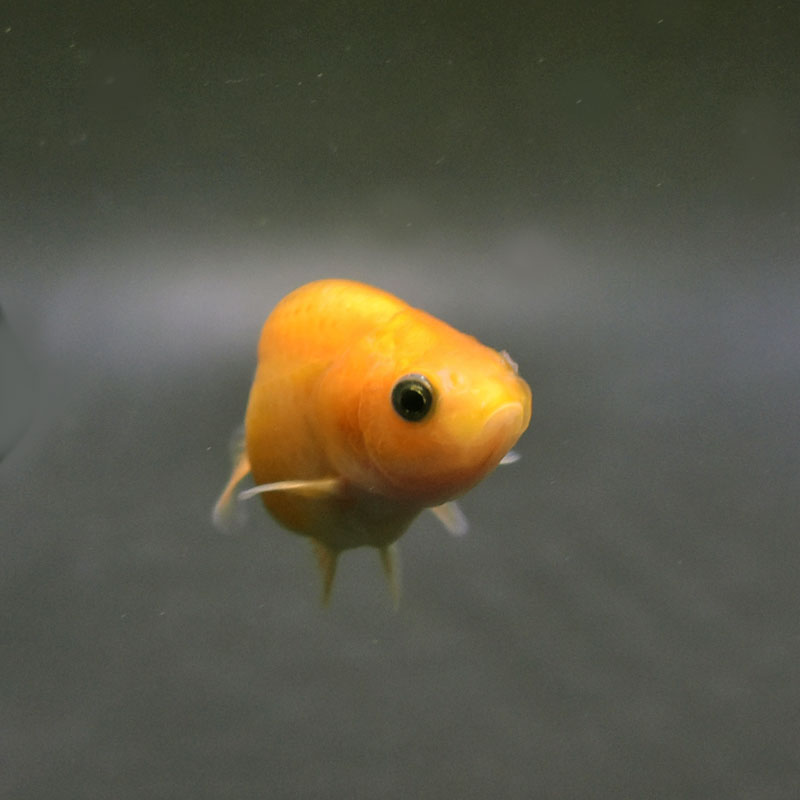 金魚王子】変わり柄らんちゅう 15cm前後 (個体番号：cde643) 金魚