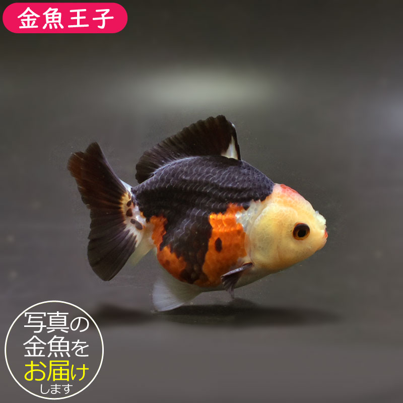金魚王子】トリカラーオランダ 9cm前後 (個体番号：cde737) 金魚