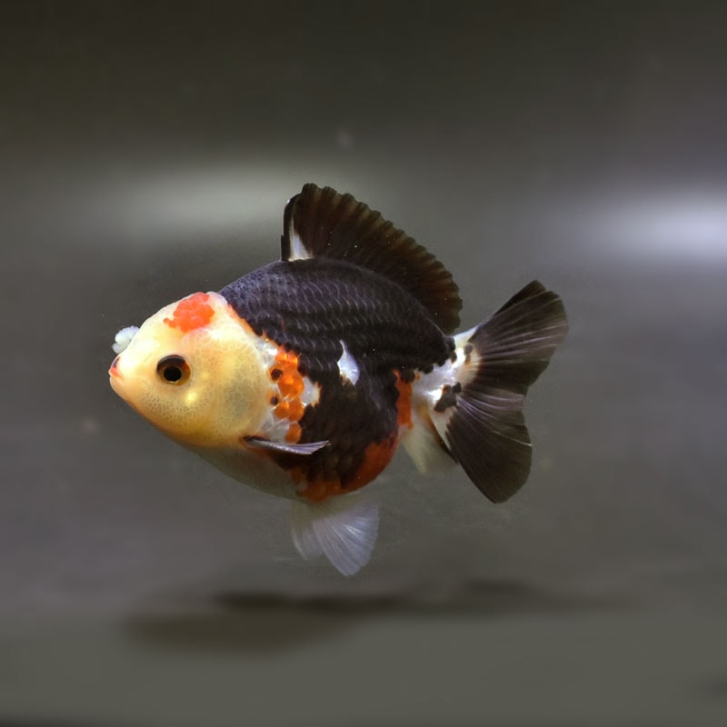 金魚王子】トリカラーオランダ 9cm前後 (個体番号：cde737) 金魚