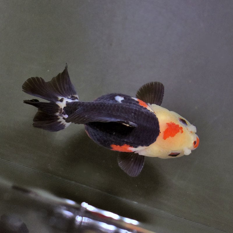 金魚王子】トリカラーオランダ 9cm前後 (個体番号：cde737) 金魚