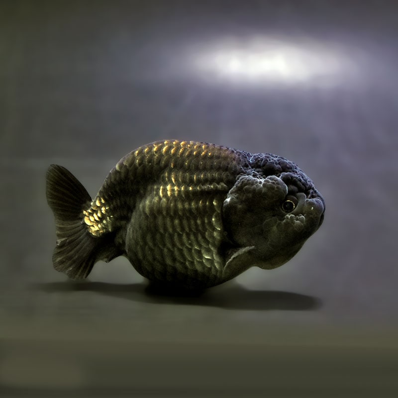 金魚王子】黒らんちゅう 8.5±1cm前後 (個体番号：xsw152) 金魚