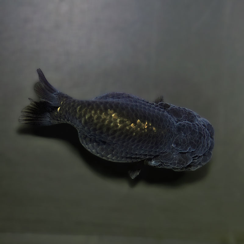 金魚王子】黒らんちゅう 8.5±1cm前後 (個体番号：xsw152) 金魚